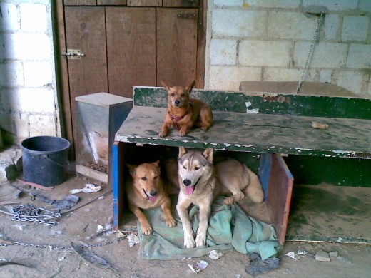 Los 3 liantes en la casa de monte